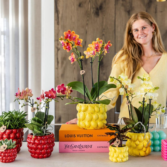Gele Phalaenopsis orchidee - Mexico + Citrus sierpot yellow - Ø9cm - Bloeiende kamerplant