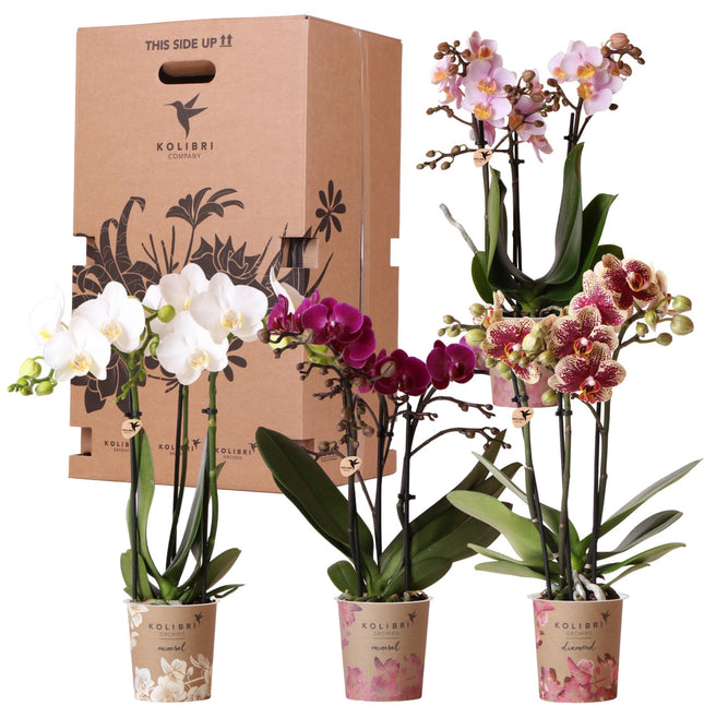 Orchidee - Scatola a sorpresa mista - Scatola di piante di valore - Scatola a sorpresa con 4 orchidee diverse