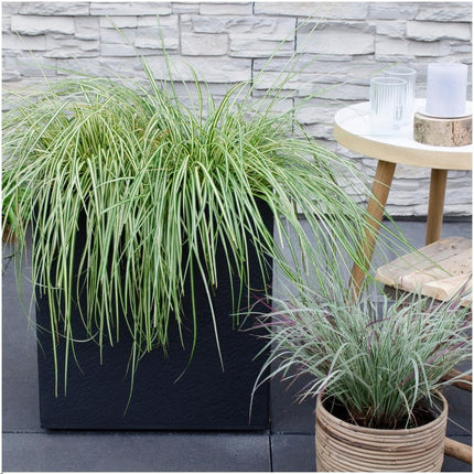 Carex hachijoensis 'Evergold' - Zegge - ↕25cm - Ø14cm - 6x