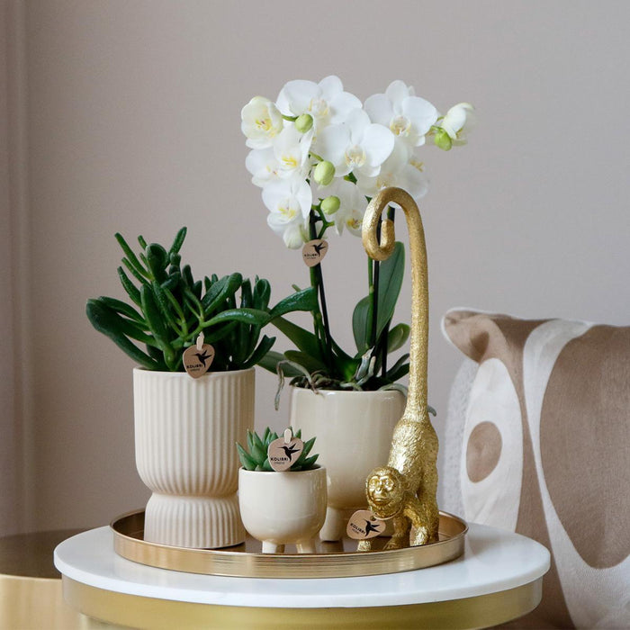 Gift set Luxury Living | Plantenset met witte Phalaenopsis Orchidee en Succulenten incl. keramieken sierpotten