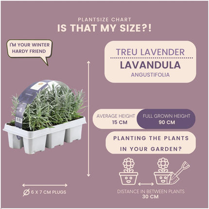 Lavande Angustifolia - 72 x - ↕15 cm - Ø7 cm - Lot de 12 x 6 