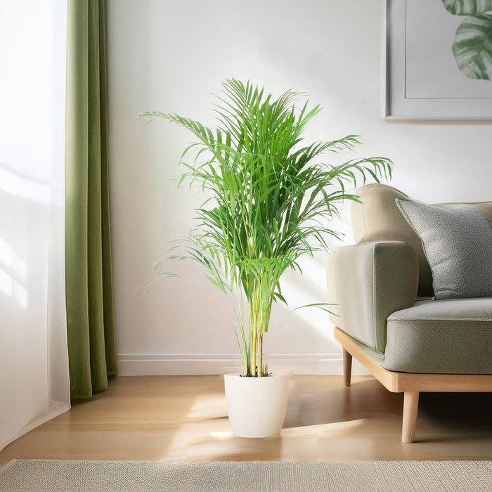 Areca Palm (Dypsis Lutescens) - Goudpalm - met Viber wit - ↕100cm - Ø21cm