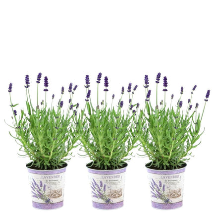 Lavandula Angustifolia Felice® w doniczce dekoracyjnej „Lawendowy nadruk” - Ø13cm - Rośliny Lawendy - 3x