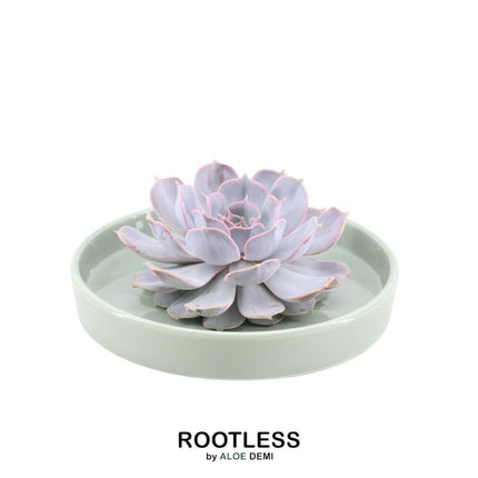 ROOTLESS Succulent Echeveria Lilacina in 'green' bowl - ↕5cm - Ø20cm