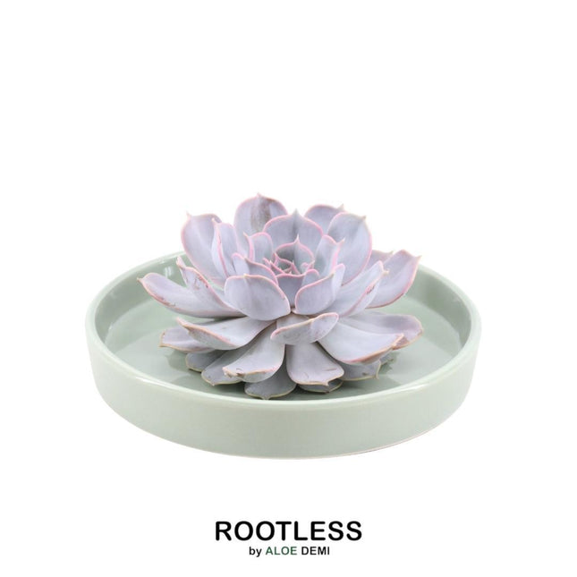 Suculenta sin raíces Echeveria Lilacina en maceta 'verde' - ↕5cm - Ø20cm