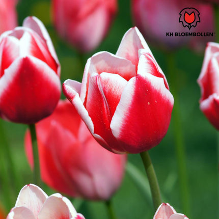Candy Apple Delight - Tulipanløg - 20 stk. - Blomsterløg