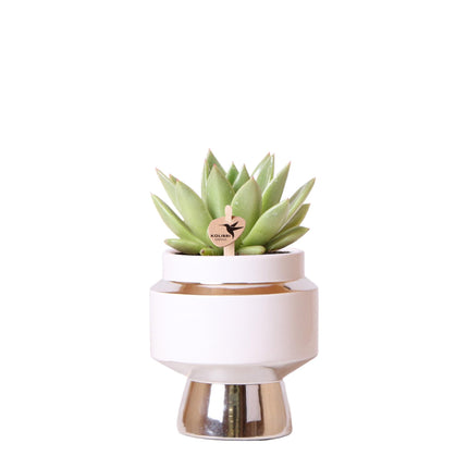 Echeveria Miranda im Le Chic Silbertopf – Ø9cm – Kolibri Greens