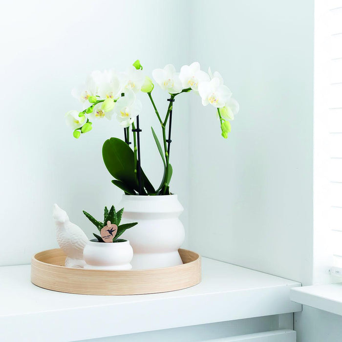 Witte Phalaenopsis orchideeën - Amabilis - 2x - Ø9cm - Bloeiende kamerplant