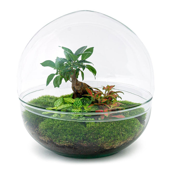 DIY terrarium - Dome XL - Ficus Ginseng Bonsai - ↕30cm - Rake + Shovel + Tweezer