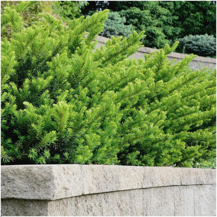 Takshæk - Taxus media Farmen - 1 meter - Sæt med 6 hårdføre hækplanter - Stedsegrøn hæk