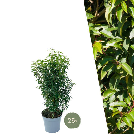 Cherry Portuguese Laurel plants for 10 linear meters of hedge - ↕80-100 cm in 12 liter pot - 25x