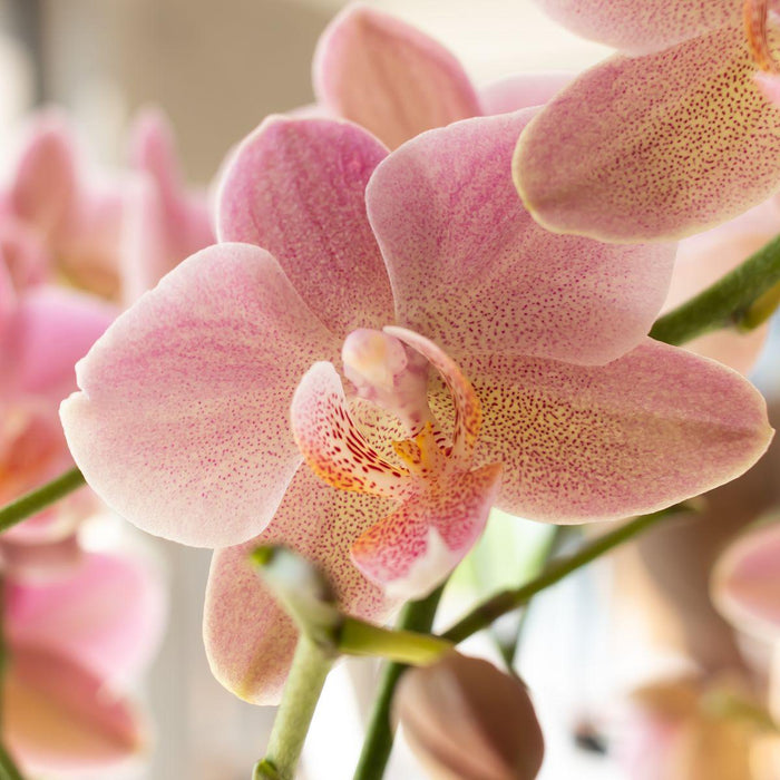 Oudroze Phalaenopsis orchidee - Jewel Treviso - Ø12cm - Bloeiende kamerplant