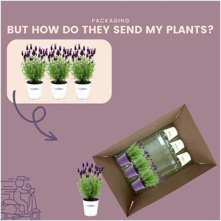 Lavandula stoechas Anouk® im dekorativen Topf „Old Look“ – Ø 13 cm – Französischer Lavendel – 3 Stück 