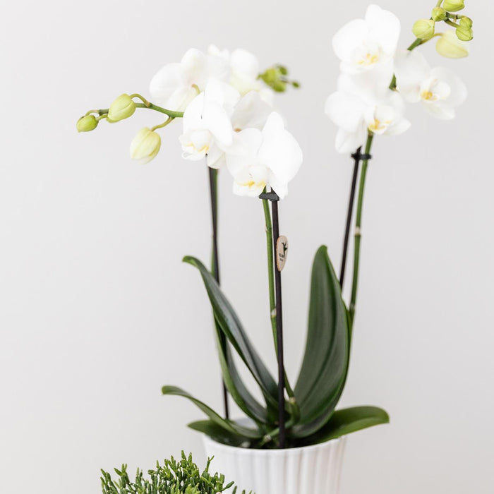 Kolibri Home | Retro witte bloempot - witte keramieken sierpot - Ø6cm