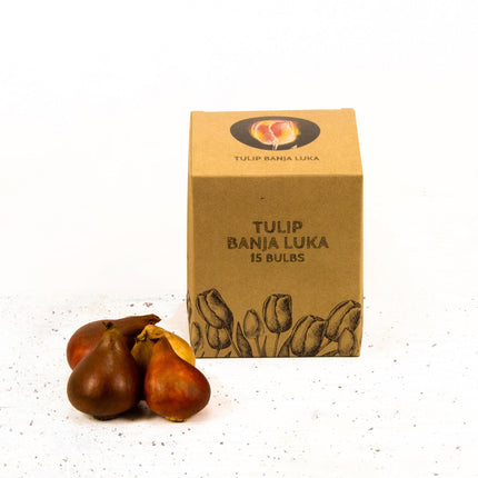 Bulbes de fleurs Amsterdam - Banja Luka - 15 bulbes de fleurs - Taille 12+