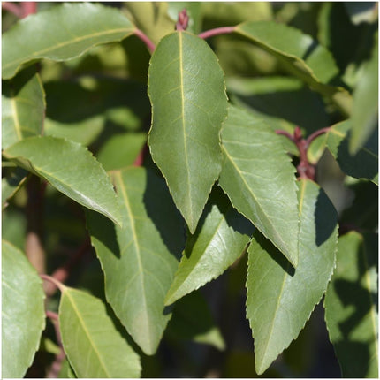 Haie de laurier-cerise du Portugal - Prunus lusitanica 'Angustifolia' - 1 mètre - Lot de 6 plants de haie rustiques - Haie persistante