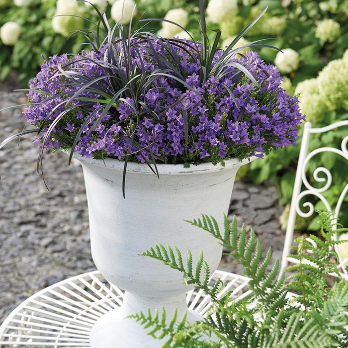 Campanula Addenda - Klokjesbloem paars Ø12cm - 2m2 bodembedekker - 12 stuks - Ambella purple - tuinplanten - winterhard