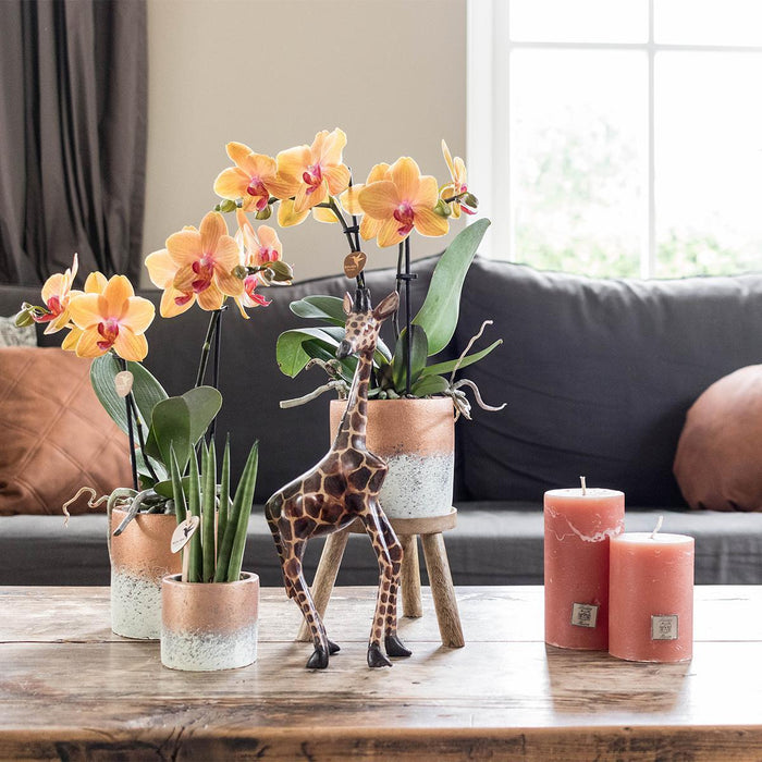 Kolibri Home | Plantenstandaard - Houten planten verhoging - Ø12cm
