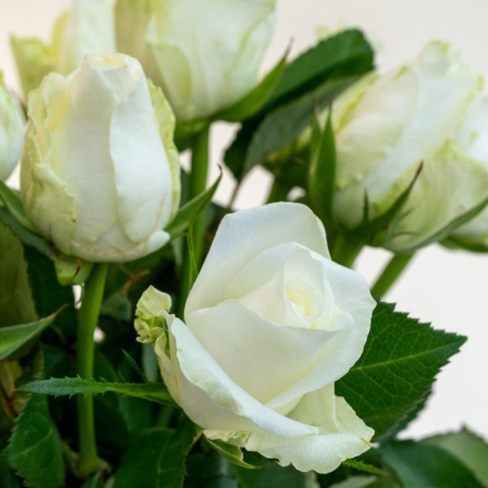 Letterbox Roses White - ↕35cm