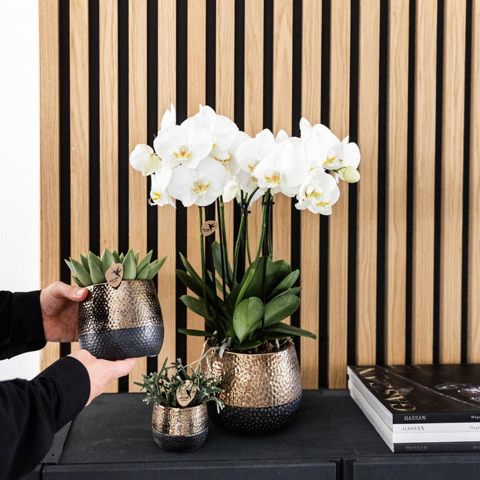 Witte orchideeën - Ghent - 4x - Ø12cm - Bloeiende kamerplant