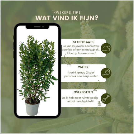 Grand obélisque en laurier pour 10 mètres linéaires de haie - 15L - 20x - ↕125-150 cm
