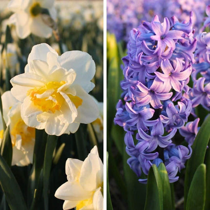 Bulbos de flores de Ámsterdam - Los favoritos de Rob - 20 bulbos de flores - Tamaño 12/14