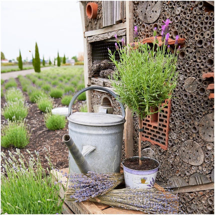 Lavandula stoechas Anouk® su stelo - Ø15cm - Lavanda francese su stelo - 2x