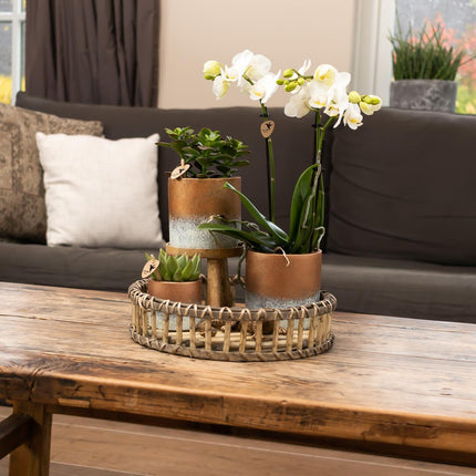 Kolibri Home | Plant Stand - Wooden Plant Riser - Ø12cm