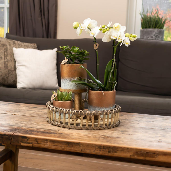 Kolibri Home | Plantenstandaard - Houten planten verhoging - Ø12cm