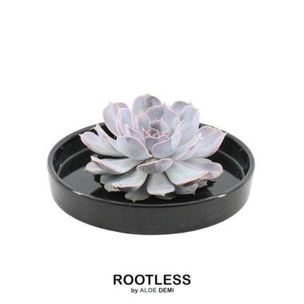 Wurzellose Sukkulente Echeveria Lilacina in Schale 'schwarz' - ↕5 cm - Ø20 cm