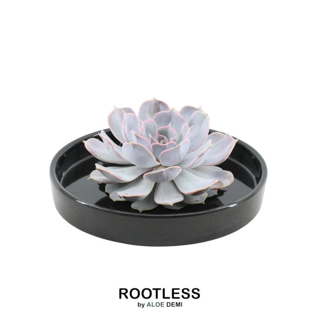Suculenta sin raíces Echeveria Lilacina en maceta negra - ↕5cm - Ø20cm