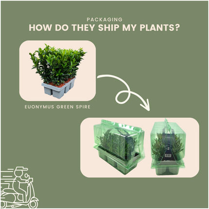 Euonymus 'Green Spire' - Buxus Vervanger - ↕15cm - Ø7cm - 48x