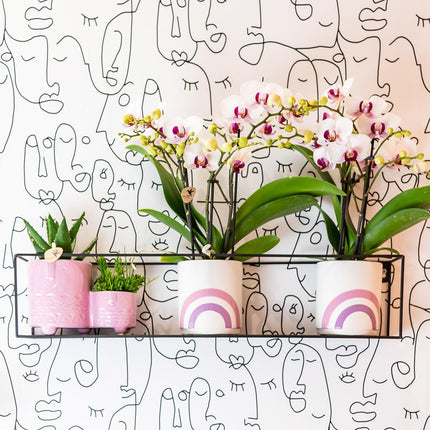 Orchidea Phalaenopsis bianca - Mineral Gibraltar - Ø9cm - Pianta da interno fiorita