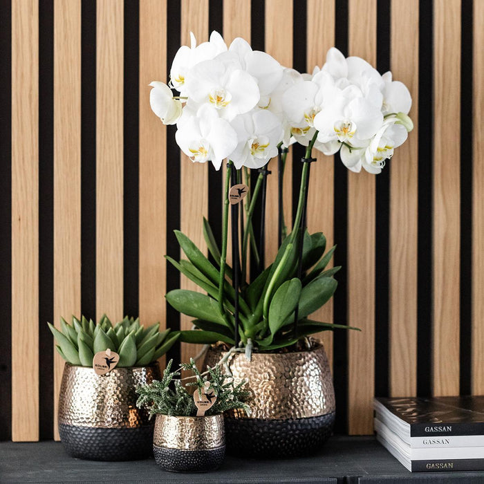 Geel rode Phalaenopsis orchidee – Spain + Elite sierpot copper – Ø9cm – ↕40cm - Bloeiende kamerplant