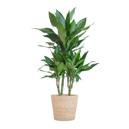 Dracaena Janet Lindt with Sofia basket natural - ↕95cm - Ø21cm