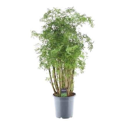 Polyscias Hawaiiana Ming - Aralia - ↕90cm - Ø24cm