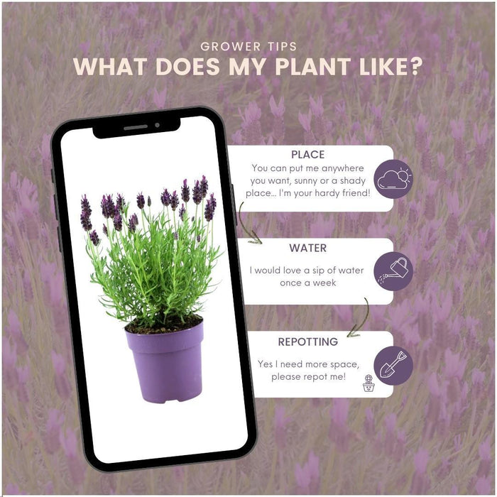 Lavandula stoechas Anouk® - Ø12cm - Franse Lavendels - 6x