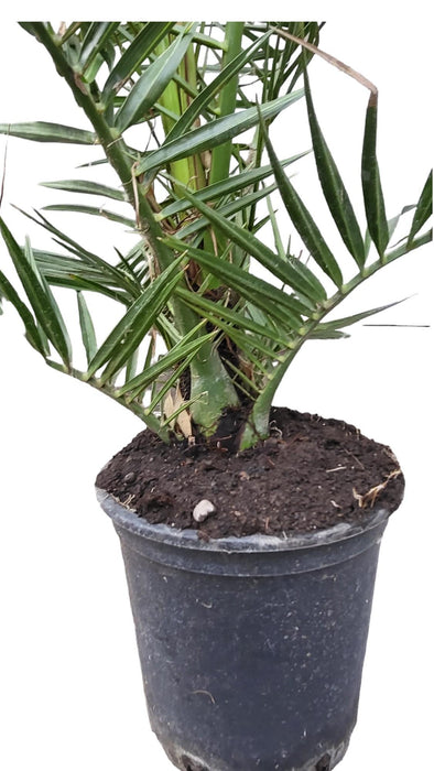 Phoenix Canariensis - Canarische Dadelpalm - ↕100-120cm