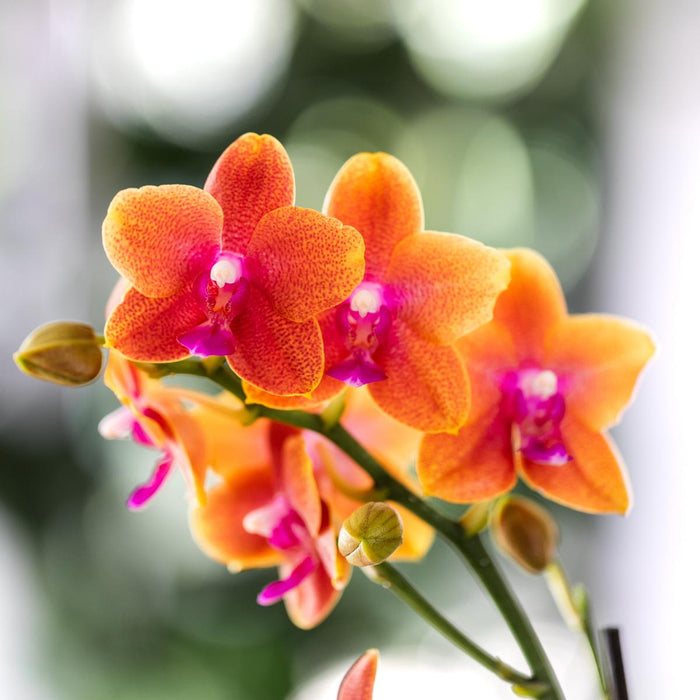 Oranje Phalaenopsis orchideeën - 2x - Ø12cm - Bloeiende kamerplant - Geurend