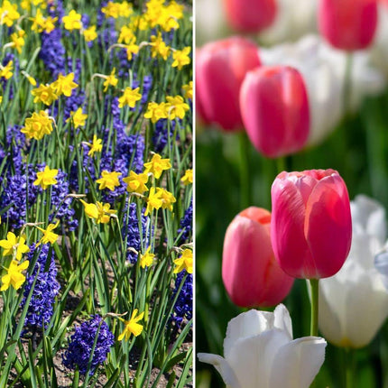 Flowerbulbs Amsterdam – Super Holland Mix – Nachhaltiger Vorteilsbeutel, 100 Blumenzwiebeln für 2,5 m² Blütenpracht – Größe 12+