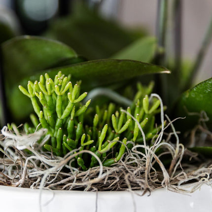 Orange plantesæt i honningskål inkl. vandreservoir - Tre orange Bolzano-orkideer 9 cm og tre grønne Rhipsalis-planter | Junglebuket orange med selvstændig vandreservoir