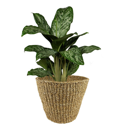 Panier à plantes - Brun clair - Jip naturel - XL - L37 x H31