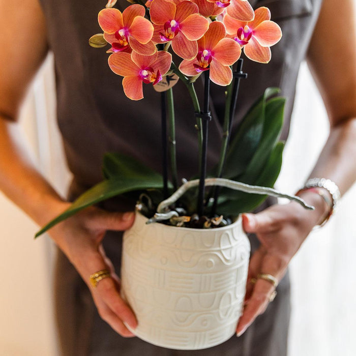 Oranje orchidee Bolzano + Hieroglyph sierpot off white - Ø9cm - Bloeiende kamerplant