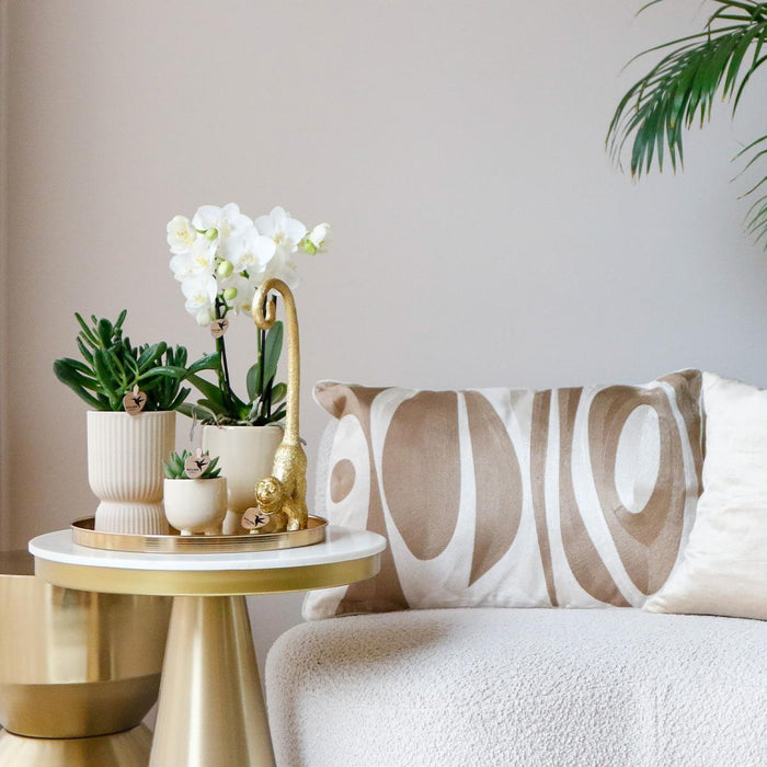 Gift set Luxury Living | Plantenset met witte Phalaenopsis Orchidee en Succulenten incl. keramieken sierpotten