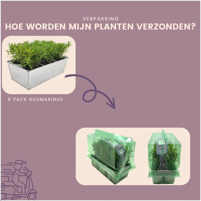Rozemarijnplanten in deco bakje - ↕15 cm - Ø7cm - Rosmarinus Officinalis - Old Look - 6x