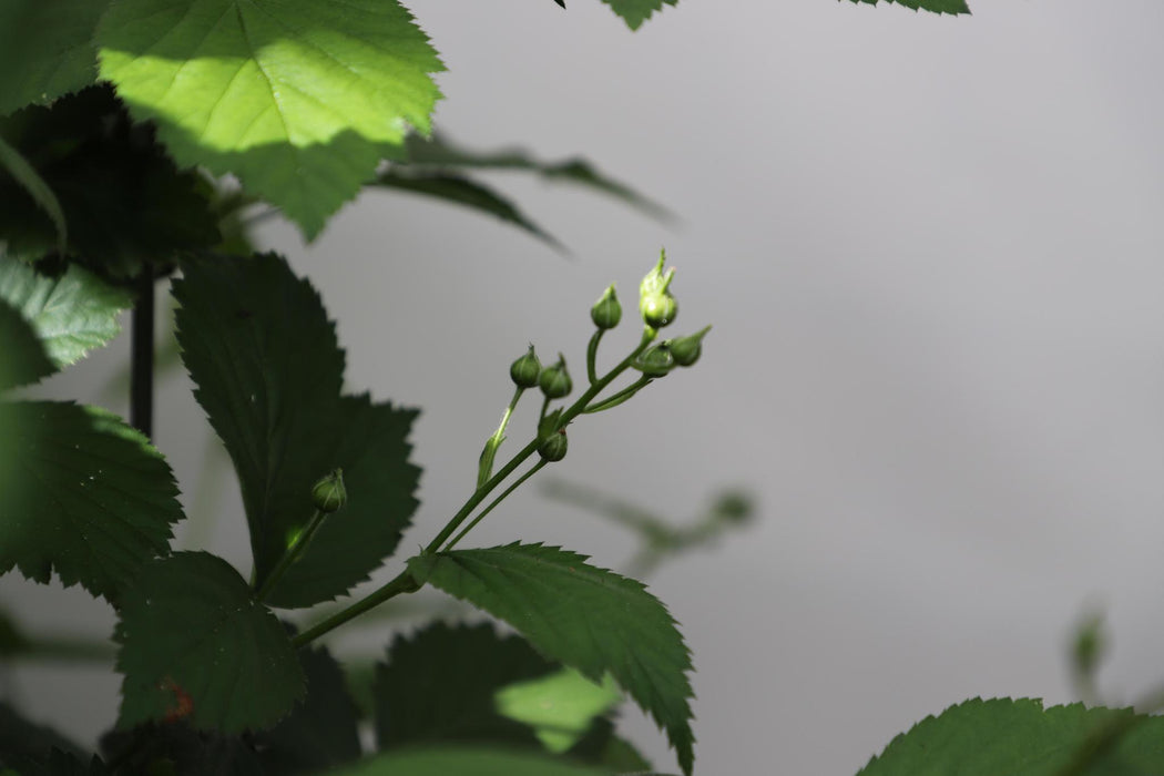 Rubus Fruticosus 'Chester Thornless' - ↕180cm - 1x