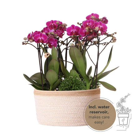 Composizione floreale viola in cestino di cotone con serbatoio d'acqua - Tre orchidee Morelia viola da 9 cm e tre piante Rhipsalis verdi - Bouquet giungla viola con serbatoio d'acqua integrato
