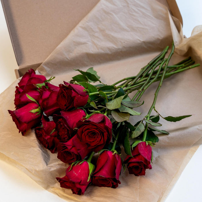 Letterbox Roses Bordeaux - ↕35cm