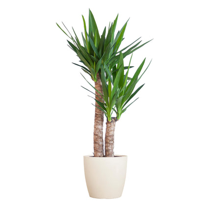 Yucca Elephantipes avec Viber blanc - ↕90cm - Ø21cm