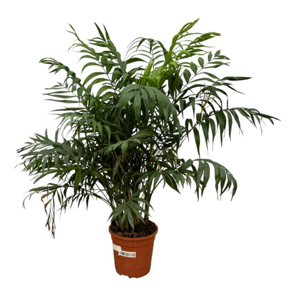 Chamaedorea Elegans - Mexican Mountain Palm - ↕100 cm - Ø24cm